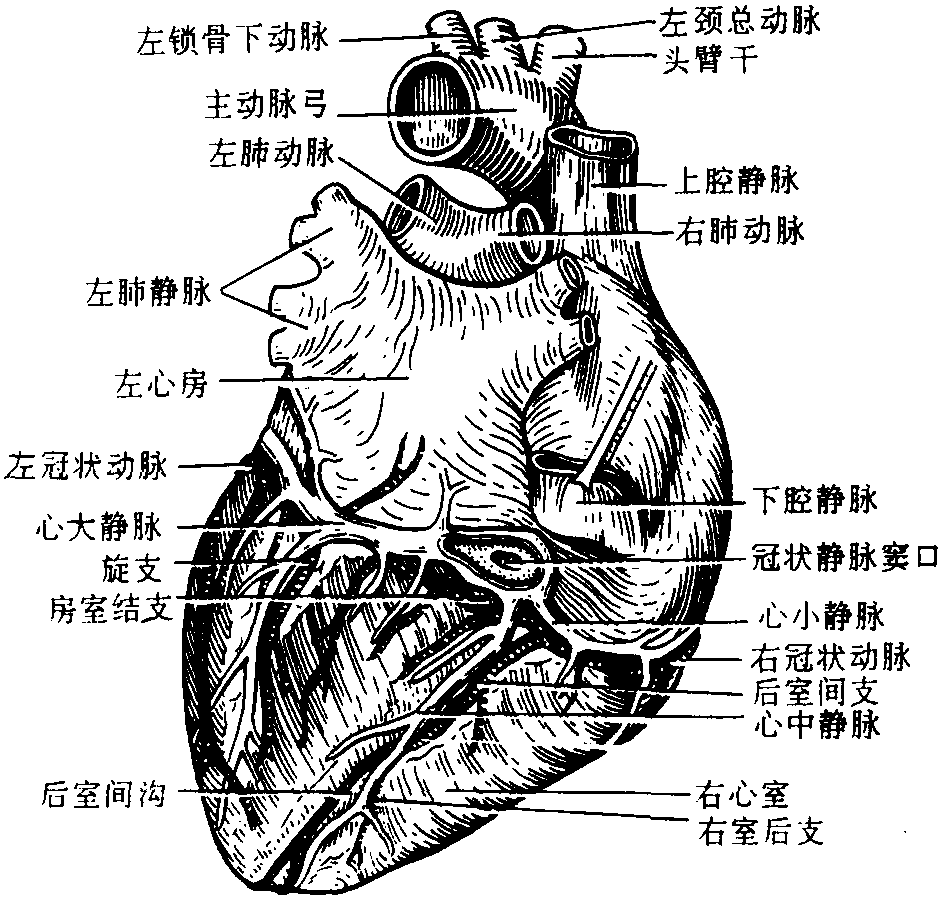 五、心脏冠状循环